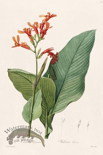 Les Liliacees Redoute 331